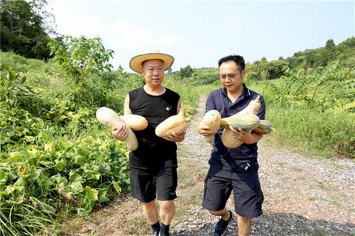 广安区石梯村：撂荒地不撂荒  “北大荒”变身“北大仓”