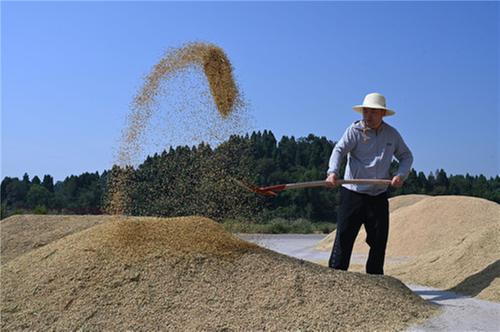 东兴区：稻谷黄 秋收忙