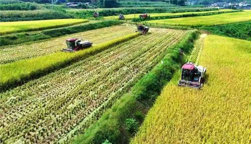 仁寿县：青山绿野间 “东坡大米”飘香