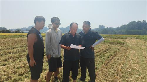 青神县:水稻测产成绩喜人 科学评估与技术创新共促农业发展