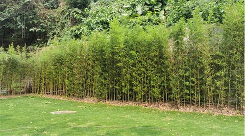 资中县：“竹”文化融入疾控事业