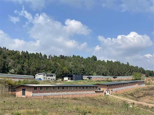 简阳“90后”小伙回乡的“羊”气生活