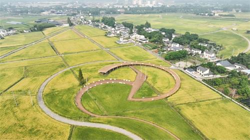 青神县“天府粮仓”特色示范区水稻喜迎丰收