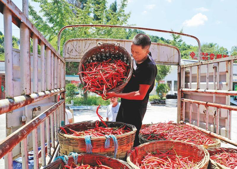 订单辣椒走俏市场