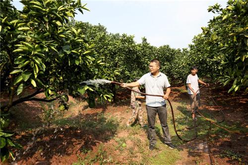 持续高温无雨 广安龙安乡干群抗旱保苗