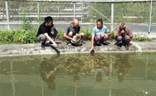 产值超1亿元！全国90%！内江市市中区这条鱼好“凶”