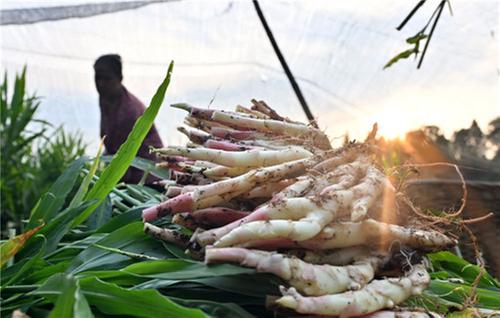 东兴区：美好“姜”来助振兴