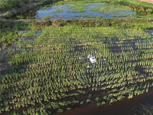 东兴区：植保无人机护航再生稻