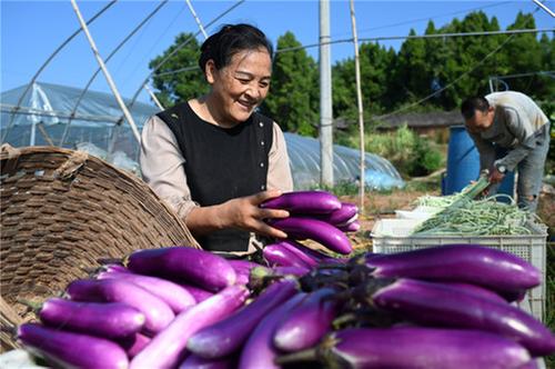 东兴区：秋分至 收获忙