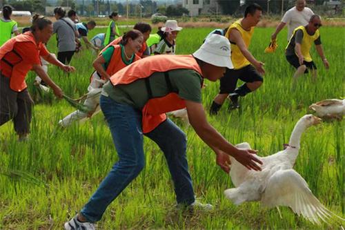 共赏“粮”辰美景 稻花香里说丰年