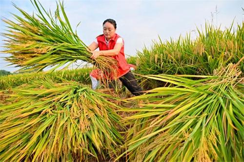 仁寿县：“丰”景如画 打造新时代更高水平“天府粮仓”丘区示范区