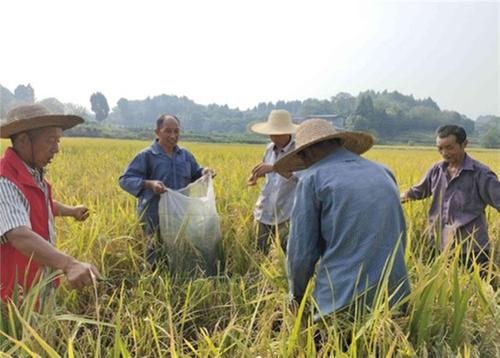 方家镇：特色稻渔综合种养喜获丰收