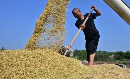 东兴区：金秋抢收忙