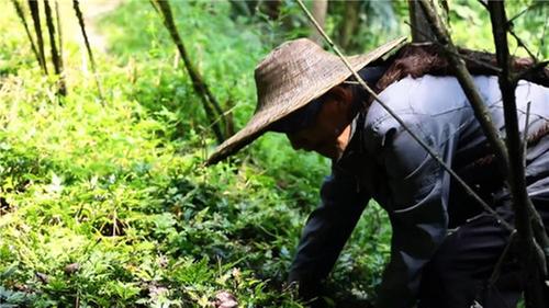 洪雅县：“苦”雅连带来“甜”日子