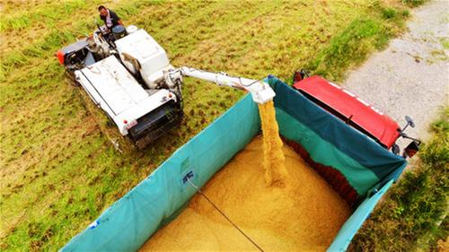 洪雅县：机械化抢收“唱主角” 水稻收割进度超九成