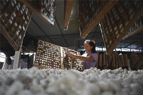 东兴区：蚕桑产业促增收