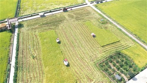 丹棱县：又“稻”丰收季 田间收割忙