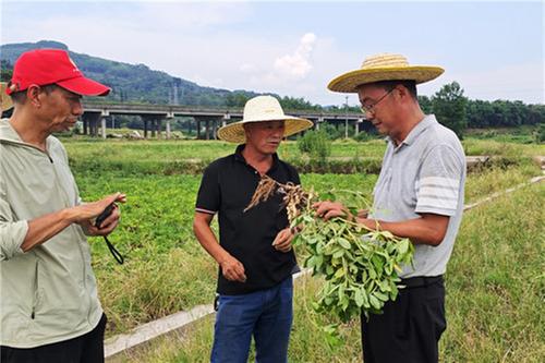 洪雅县：引种新品花生获丰收