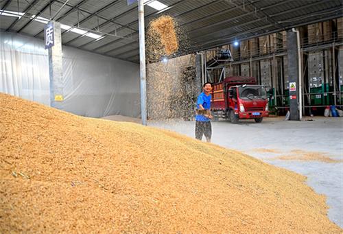 仁寿县：积极推进水稻生产全程机械化