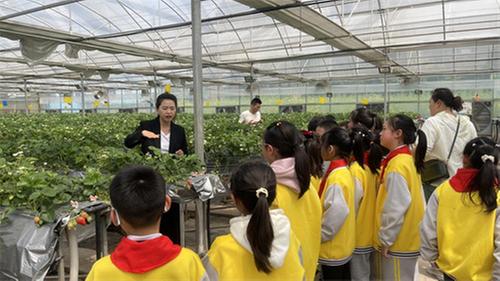 简阳市：“85后”青年返乡筑梦 种出“莓”好生活