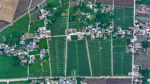 青神县举办2024年秋季玉米大豆复合种植现场会