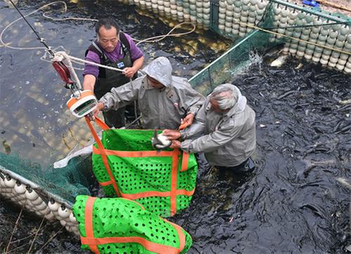 东兴区：金秋捕鱼忙