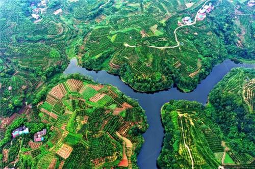 仁寿县：山沟沟长出“金果果”