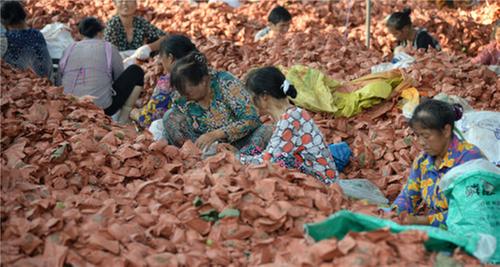 洪雅县：培育内生动力 推进乡村振兴