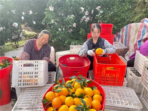 青神县首批爱媛果冻橙上市 果农喜迎丰收