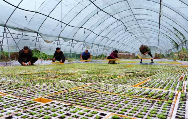 仁寿县：蔬菜种收正当时 “菜篮子”供应有保障