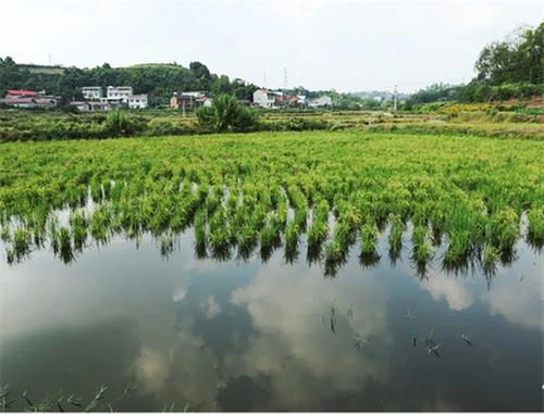 打造水产养殖产业集群！来看内江市市中区现代渔业新图景