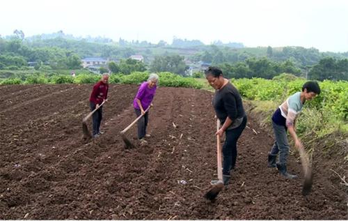 内江市市中区：小香葱“育”出新希望