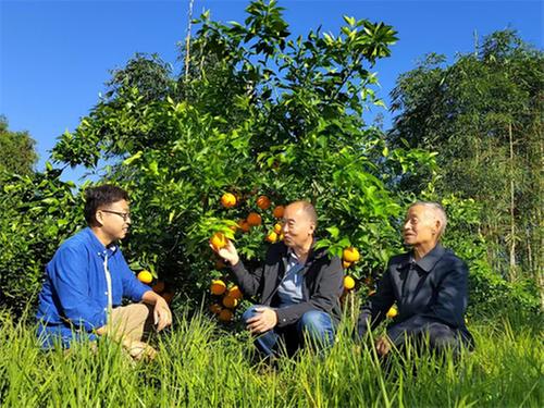 丹棱县：用工业思维发展农业 开启柑橘种植新路径