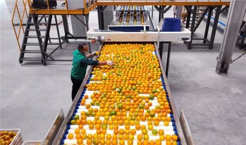 仁寿县：小水果绘出共“富”好“丰”景