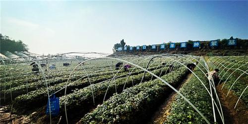 预计年产值500万元！内江市市中区淫羊藿成为振兴致富的“良方”