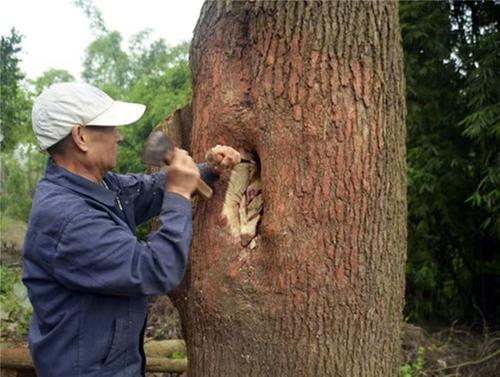 为香樟动“手术”