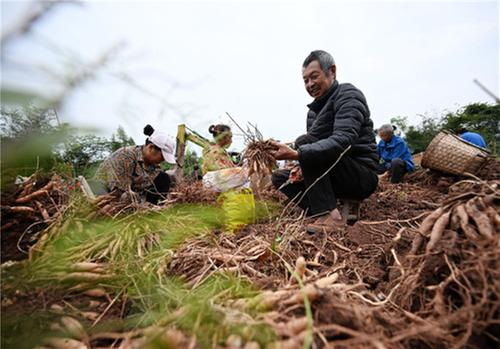 东兴区：“撂荒地”里收获忙