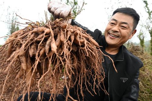 富溪镇：小小中药材  富农大产业