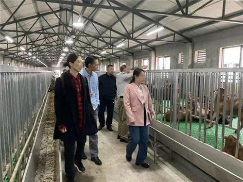 简州大耳羊科技小院开展2024年专家研讨暨科普宣传会