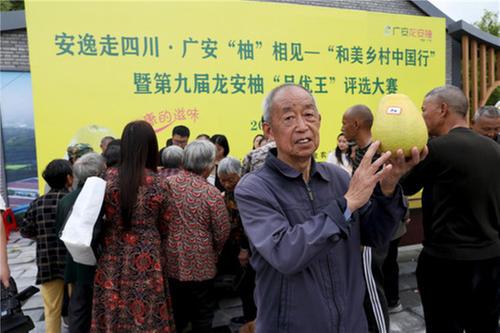 广安：和美乡村中国行  “柚王”评选助振兴