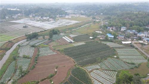 岳池县：做强蔬菜产业 助农绿色增收