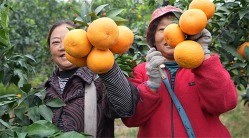 眉山东坡：爱媛迎鲜上市 金秋时节采果忙