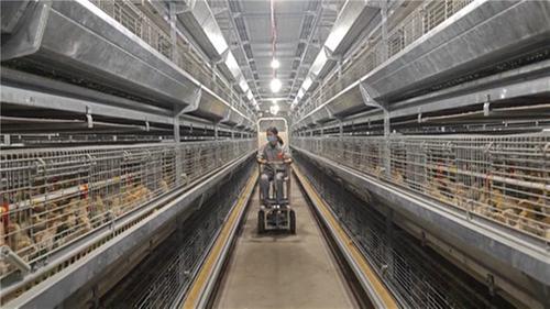 四川简阳：小鸡蛋“孵出”两亿级大产业