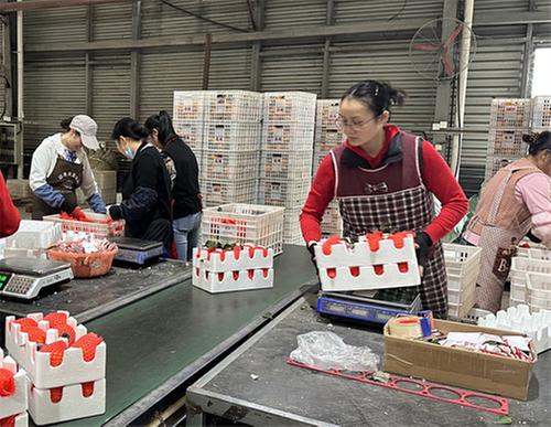 眉山洪雅：电商企业“双十一”销售忙