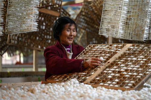 内江：采收晚秋蚕茧