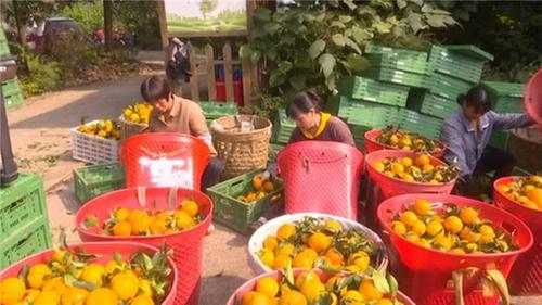 电商赋能 青神农产品销全国