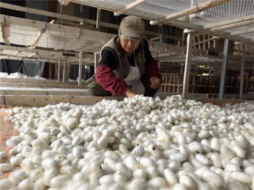 内江市东兴区：小小蚕茧成就致富大产业