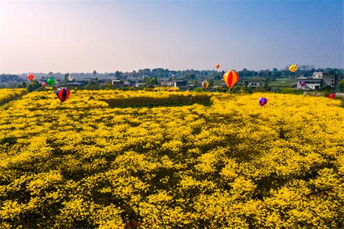 东坡区多悦镇：创新引领 赋能乡村全面振兴