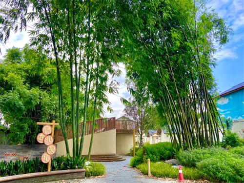 青神：生态文旅与竹编艺术和谐共舞