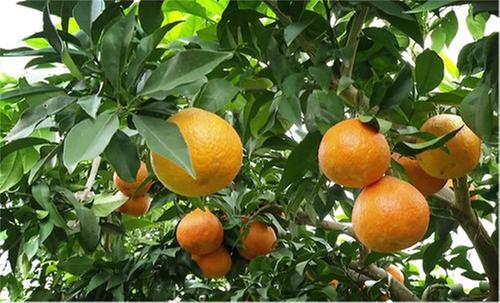 一口爆汁！内江市市中区“爱媛”果冻橙大量上市啦